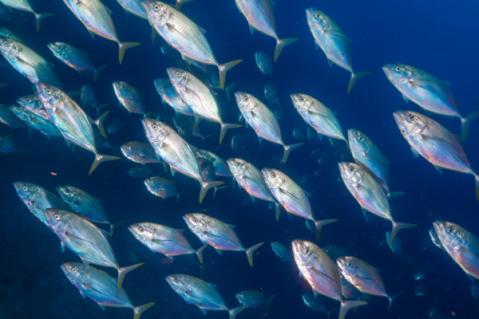 Illustration de l'article Commande de marchandise : attention à la prescription !