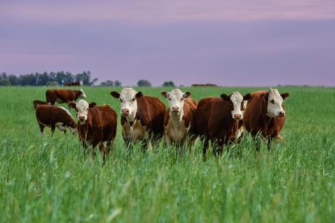 Illustration de l'article Foyers de MHE dans les élevages : quelle indemnisation ?