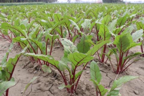 Illustration de l'article Producteurs de betteraves : ouverture du guichet d’aide financière