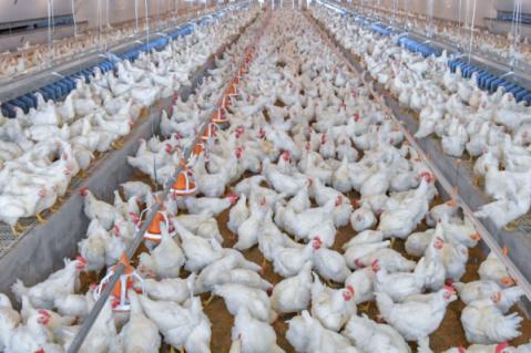 Illustration de l'article Infections à Salmonella : mise en place d’un programme national de lutte