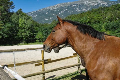 Illustration de l'article Centres équestres : TVA à 5,5 % ou à 20 % ?