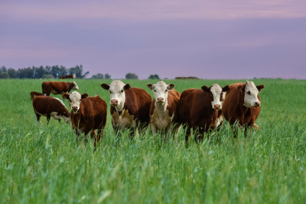 Illustration de l'article Foyers de MHE dans les élevages : quelle indemnisation ?