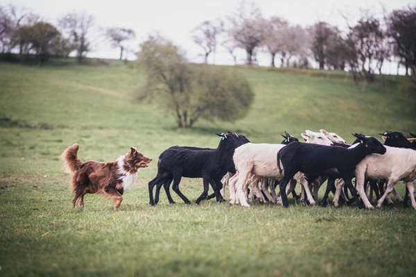 Illustration de l'article Attaques de loups, d’ours et de lynx : nouveauté sur l’indemnisation