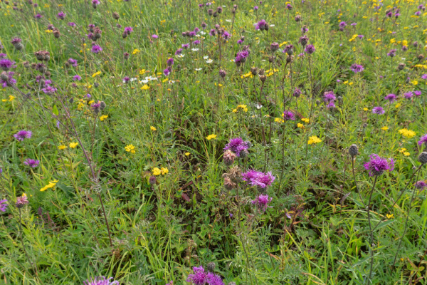 Illustration de l'article Agriculteurs : moins de jachères pour plus de cultures en 2024 ?