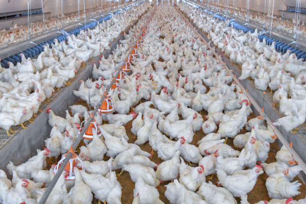 Illustration de l'article Infections à Salmonella : mise en place d’un programme national de lutte