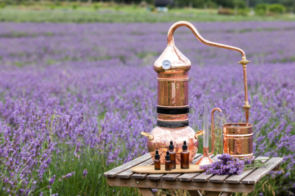Illustration de l'article Dispositif d’aide exceptionnelle pour la lavande : une éclaircie ?