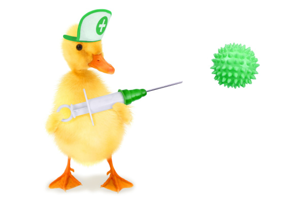 Illustration de l'article Grippe aviaire : la campagne de vaccination des canards est lancée !